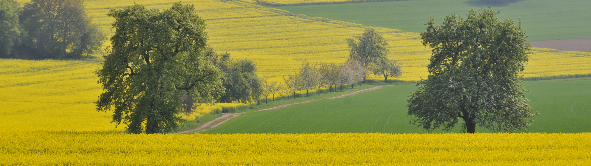 Rapsfeld in Blüte bei Bauschlott